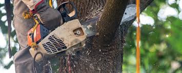 Best Arborist Consultation Services  in Farmington, NM