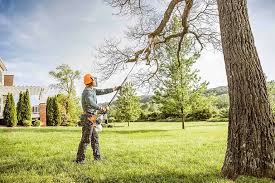 Best Root Management and Removal  in Farmington, NM