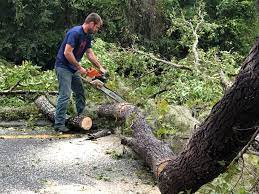 Best Tree Cabling and Bracing  in Farmington, NM