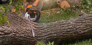 Best Tree Removal  in Farmington, NM
