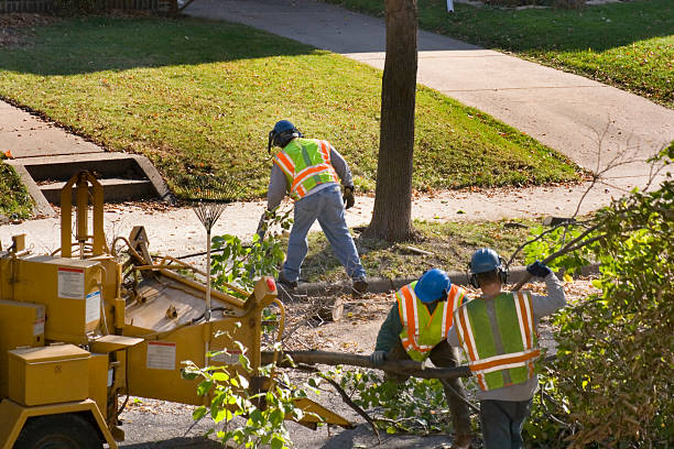 Best Storm Damage Tree Cleanup  in Farmington, NM