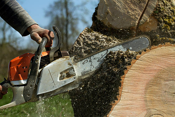 Best Hazardous Tree Removal  in Farmington, NM