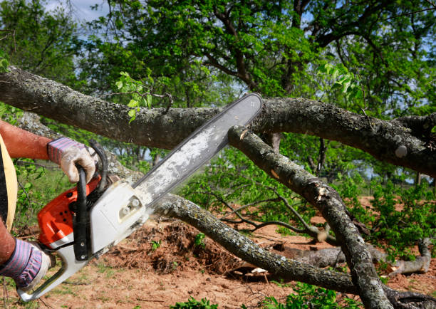 Best Lawn Maintenance Plans  in Farmington, NM